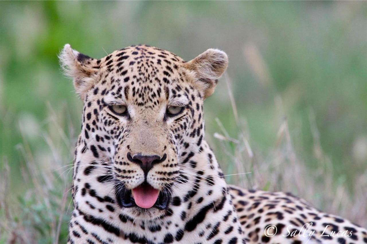 Vila Pungwe Safari Camp Rezervace Manyeleti Exteriér fotografie
