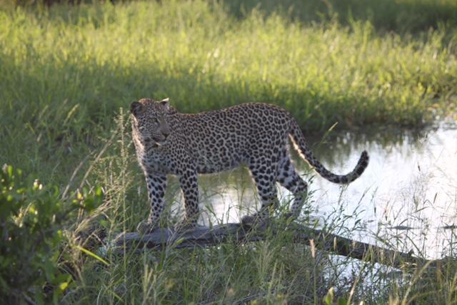 Vila Pungwe Safari Camp Rezervace Manyeleti Exteriér fotografie